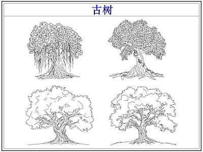 乔木种植 大树古树木乔木