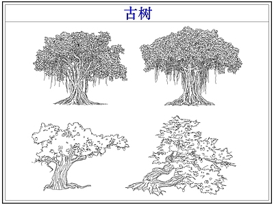 乔木种植 大树古树木乔木