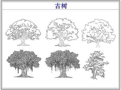 乔木种植 大树古树木乔木