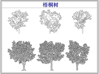 乔木种植 乔木大树木梧桐树