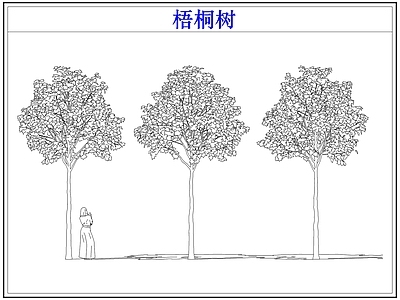 乔木种植 乔木大树木梧桐树
