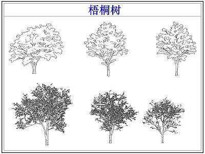 乔木种植 乔木大树木梧桐树