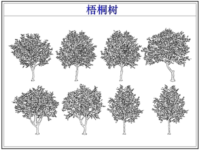 乔木种植 乔木大树木梧桐树