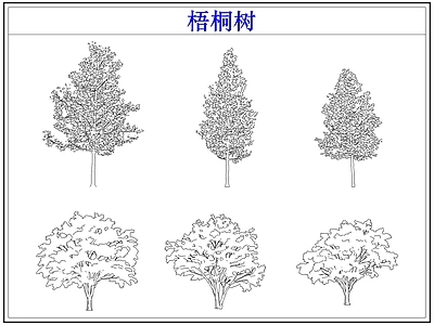 乔木种植 乔木大树木梧桐树