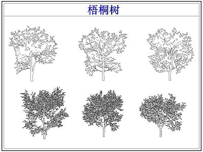 乔木种植 乔木大树木梧桐树