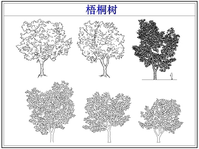 乔木种植 乔木大树木梧桐树