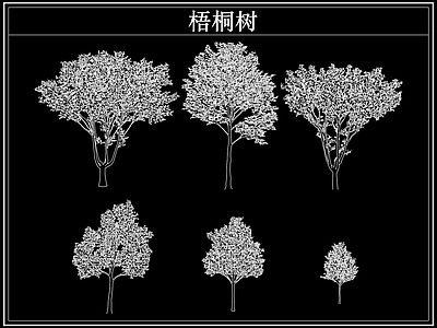 乔木种植 乔木大树木梧桐树