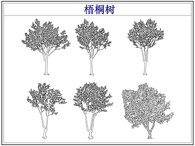 乔木种植 乔木大树木梧桐树