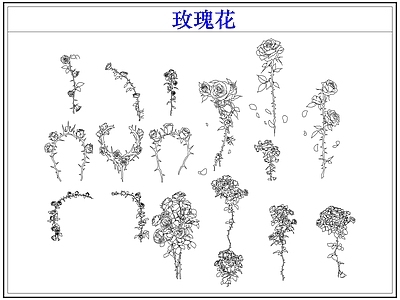 花 玫瑰花卉