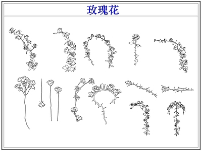 花 玫瑰花卉