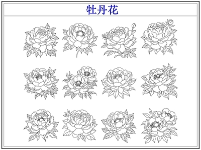 花 牡丹花卉