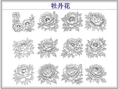 花 牡丹花卉