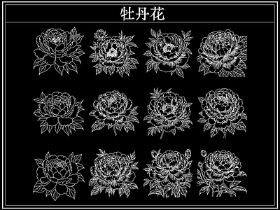 花 牡丹花卉