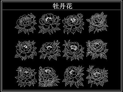 花 牡丹花卉