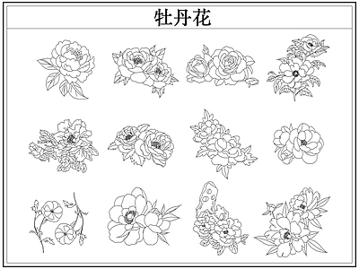 花 牡丹花卉