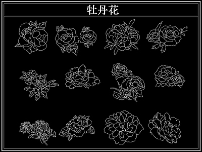 花 牡丹花卉