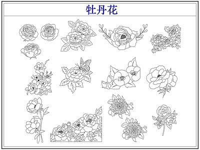 花 牡丹花卉