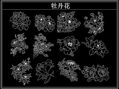 花 牡丹花卉