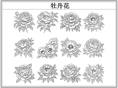 花 牡丹花卉
