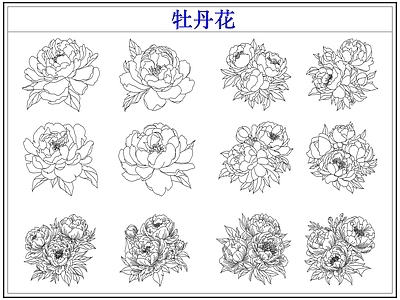 花 牡丹花卉