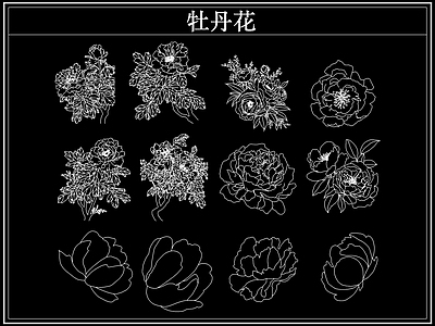 花 牡丹花卉
