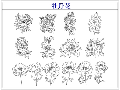 花 牡丹花卉