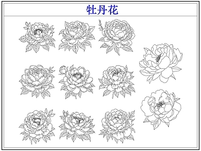 花 牡丹花卉