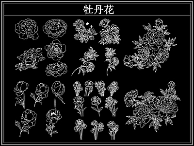 花 牡丹花卉