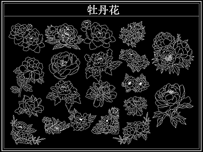 花 牡丹花卉