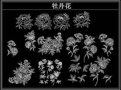 花 牡丹花卉