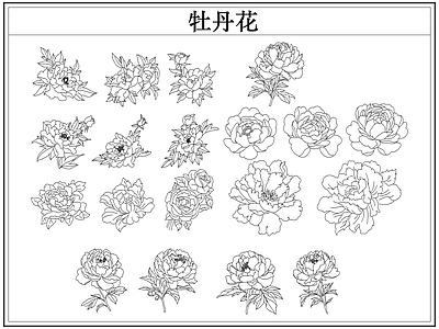 花 牡丹花卉
