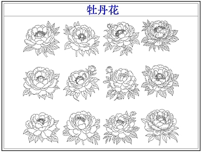 花 牡丹花卉