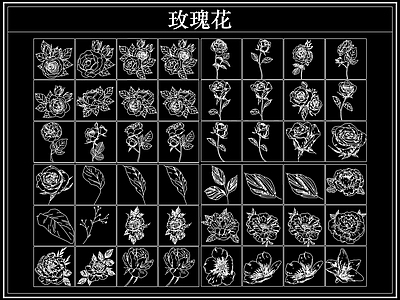 花 玫瑰花卉