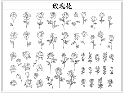 绿植 玫瑰花卉
