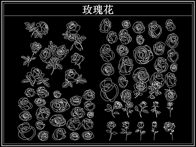 花 玫瑰花卉