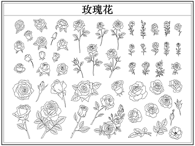花 玫瑰花卉