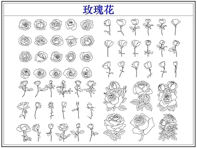 花 玫瑰花卉
