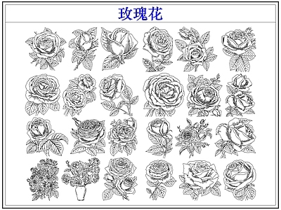 花 玫瑰花卉