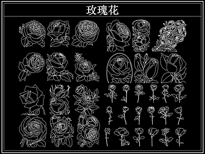 花 玫瑰花卉
