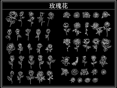 花 玫瑰花卉