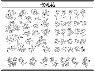 花 玫瑰花卉