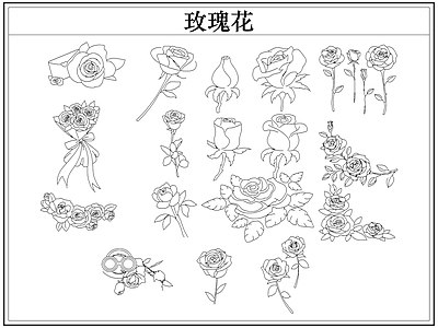 花 玫瑰花卉