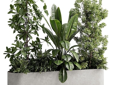 极简植物堆
