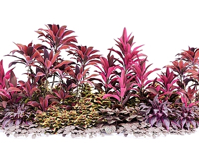 现代植物组合 彩叶花境组团 亮叶朱蕉千年木 变叶木洒金榕 灌木花草组合 矮生植物景观