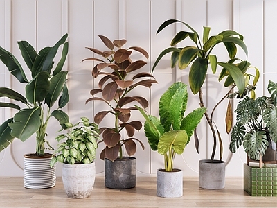 现代简约盆栽 室内落地绿植组合 旅人蕉彩叶芋 红橡皮树鹤望兰 阔叶植物盆栽
