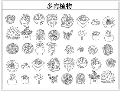 绿植 多肉植物盆栽盆景