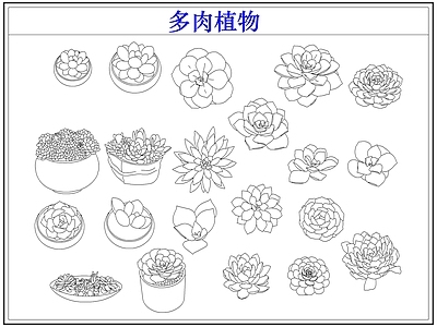 绿植 多肉植物盆栽盆景