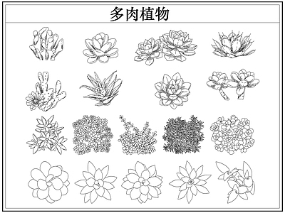 绿植 多肉植物盆栽盆景
