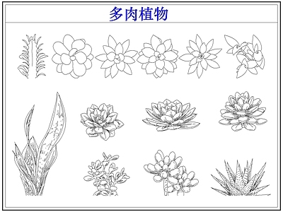 绿植 多肉植物盆栽盆景