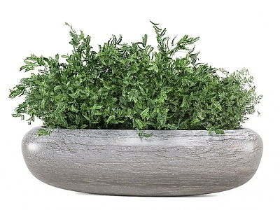 极简草本植物